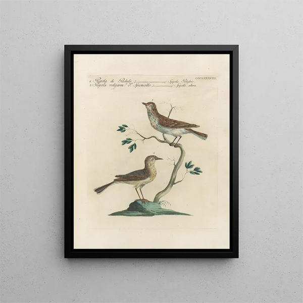 Ornithologie methodisch verdaut Pl370 - Saverio Manetti — gerahmtes Bild an der Wand