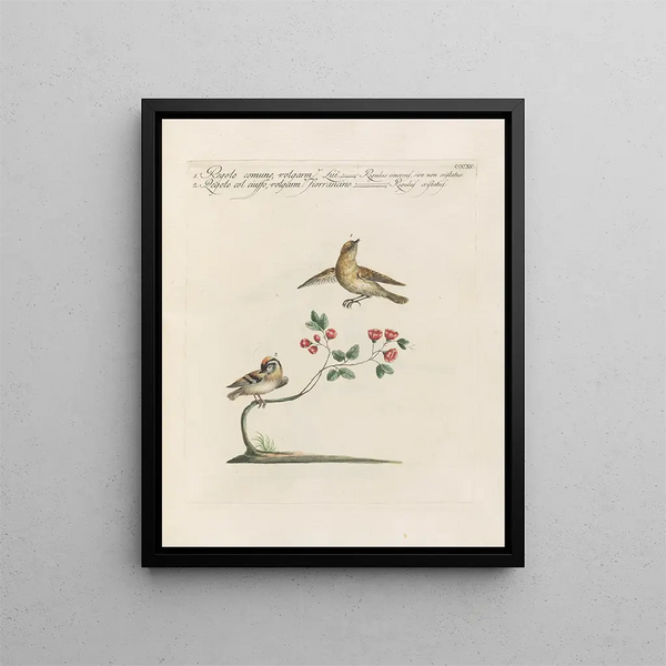 Ornithologie methodisch verdaute Gemälde Pl372 - Saverio Manetti — gerahmtes Bild an der Wand