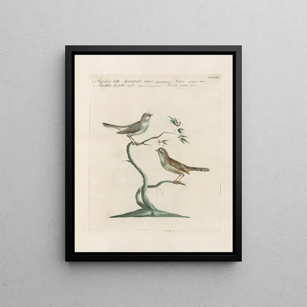 Ornithologie methodisch verdaut Pl375 - Saverio Manetti — gerahmtes Bild an der Wand