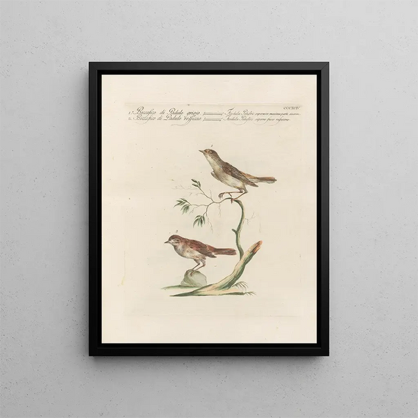 L'ornithologie a méthodiquement digéré Pl376 - Saverio Manetti — gerahmtes Bild an der Wand