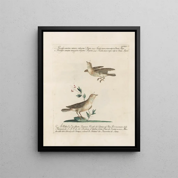L'ornithologie a méthodiquement digéré Pl377 - Saverio Manetti — gerahmtes Bild an der Wand