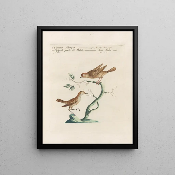 L'ornithologie a méthodiquement digéré Pl381 - Saverio Manetti — gerahmtes Bild an der Wand