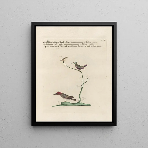 Ornithologie methodisch verdaut Pl384 - Saverio Manetti — gerahmtes Bild an der Wand
