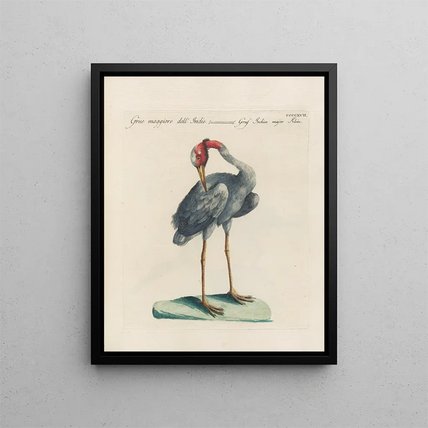 Ornithologie methodisch verdaut Pl399 - Saverio Manetti — gerahmtes Bild an der Wand
