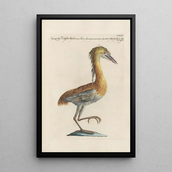 Ornithologia methodice digesta Pl401 - Saverio Manetti — gerahmtes Bild an der Wand