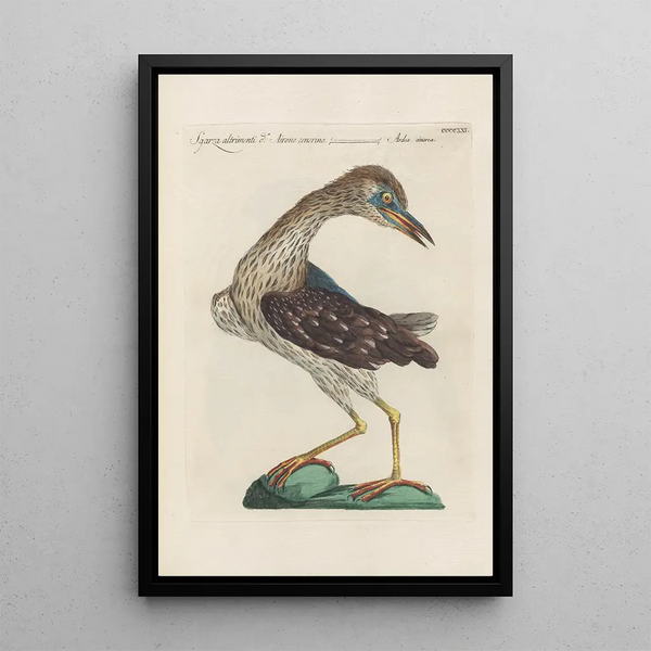 Ornithologia methodice digesta Pl403 - Saverio Manetti — gerahmtes Bild an der Wand