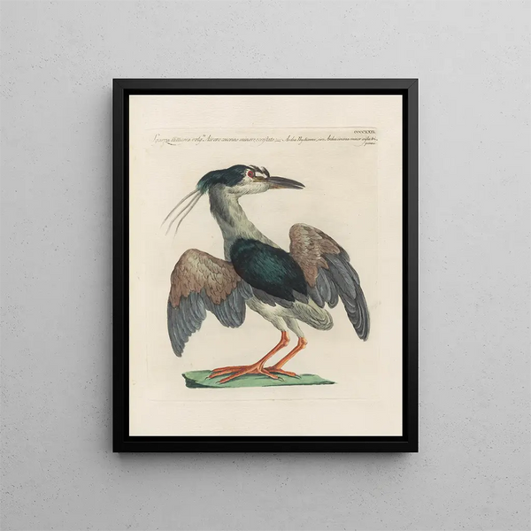 L'ornithologie wurde methodisch verarbeitet als Kunstdruck Pl404 - Saverio Manetti — gerahmtes Bild an der Wand