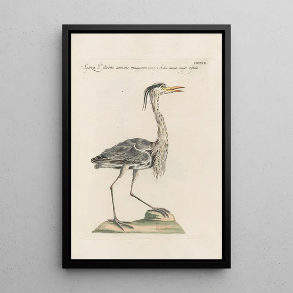 Ornithologia methodice digesta Pl409 - Saverio Manetti — gerahmtes Bild an der Wand