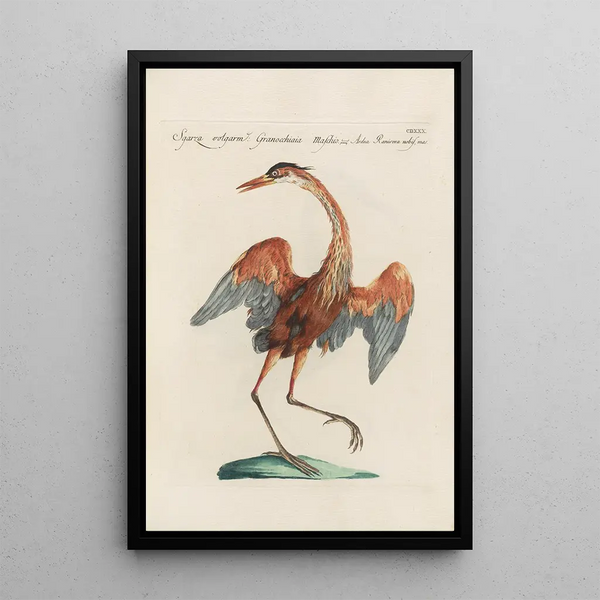Ornithologia methodice digesta Pl412 - Saverio Manetti — gerahmtes Bild an der Wand