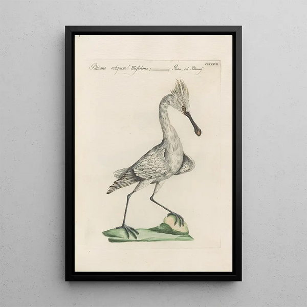 Ornithologia methodice digesta Pl419 - Saverio Manetti — gerahmtes Bild an der Wand
