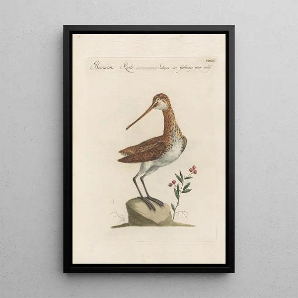 Ornithologia methodice digesta Pl427 - Saverio Manetti — gerahmtes Bild an der Wand