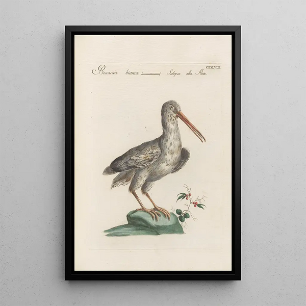 Ornithologia methodice digesta Pl430 - Saverio Manetti — gerahmtes Bild an der Wand