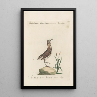 Saverio Manetti - Ornithologia methodice digesta Pl433.webp