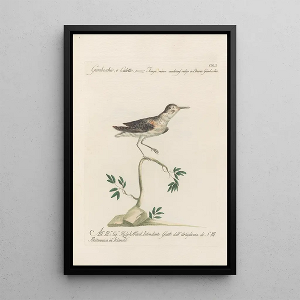 Ornithologia methodice digesta Pl434 - Saverio Manetti — gerahmtes Bild an der Wand