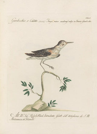 Saverio Manetti - Ornithologia methodice digesta Pl434.webp