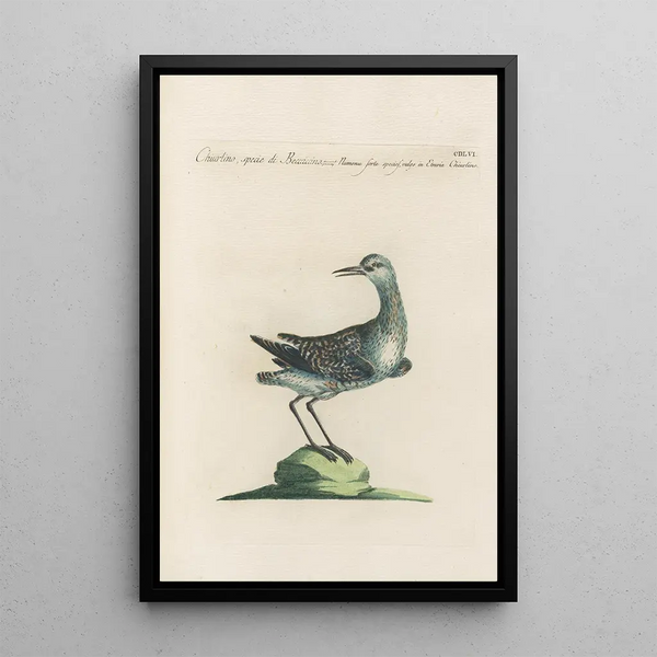 Ornithologia methodice digesta Pl438 - Saverio Manetti — gerahmtes Bild an der Wand