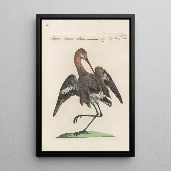 Ornithologia methodice digesta Pl444 - Saverio Manetti — gerahmtes Bild an der Wand