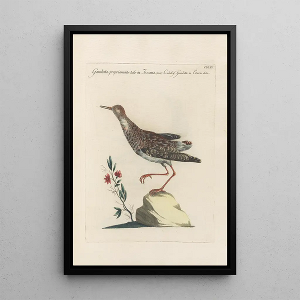 Ornithologia methodice digesta Pl447 - Saverio Manetti — gerahmtes Bild an der Wand