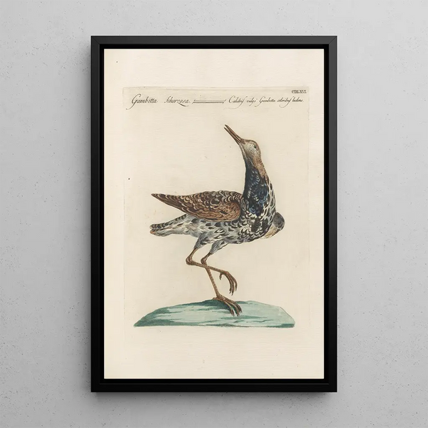 Ornithologia methodice digesta Pl448 - Saverio Manetti — gerahmtes Bild an der Wand