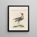 L'ornithologie a méthodiquement digéré Pl449 - Saverio Manetti — gerahmtes Bild an der Wand