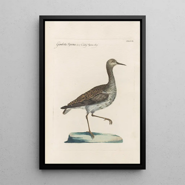 Ornithologia methodice digesta Pl450 - Saverio Manetti — gerahmtes Bild an der Wand
