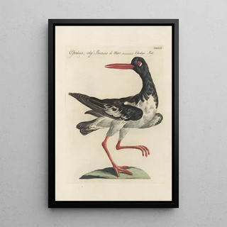 Saverio Manetti - Ornithologia methodice digesta Pl453.webp