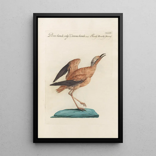 Saverio Manetti - Ornithologia methodice digesta Pl456.webp