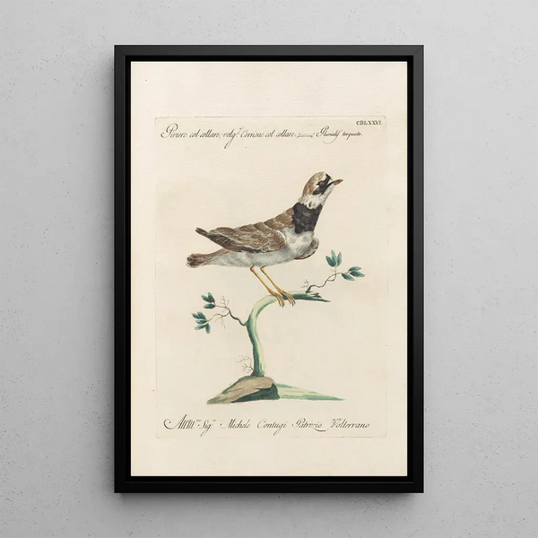 Ornithologia methodice digesta Pl458 - Saverio Manetti — gerahmtes Bild an der Wand