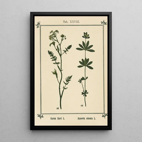 Sebastian Kneipp - Plantatlas to My watercure Pl08.webp