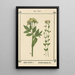 Atlas des plantes per La mia cura d'acqua Pl10 - Sebastian Kneipp — quadro incorniciato alla parete