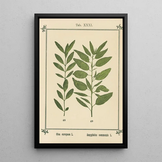 Sebastian Kneipp - Plantatlas to My watercure Pl11.webp