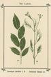 Atlas of Plants for My Water Cure Pl13 - Sebastian Kneipp — artwork view