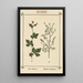 Atlas des plantes pour Ma cure d'eau Pl14 - Sebastian Kneipp — quadro incorniciato alla parete