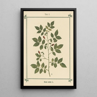 Sebastian Kneipp - Plantatlas to My watercure Pl21.webp