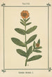 Atlas des plantes pour Ma cure d'eau Pl28 - Sebastian Kneipp — artwork view