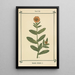 Atlas des plantes pour Ma cure d'eau Pl28 - Sebastian Kneipp — framed artwork on a wall