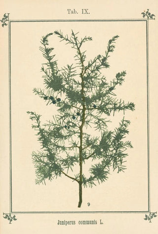 Sebastian Kneipp - Plantatlas to My watercure Pl29.webp