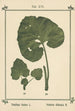 Atlas des plantes per La mia cura dell'acqua Pl35 - Sebastian Kneipp — vista dell’opera