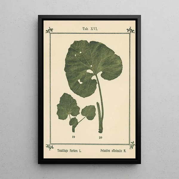 Atlas des plantes per La mia cura dell'acqua Pl35 - Sebastian Kneipp — quadro incorniciato alla parete