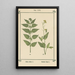 Atlas des plantes per La mia cura d'acqua Pl36 - Sebastian Kneipp — quadro incorniciato alla parete