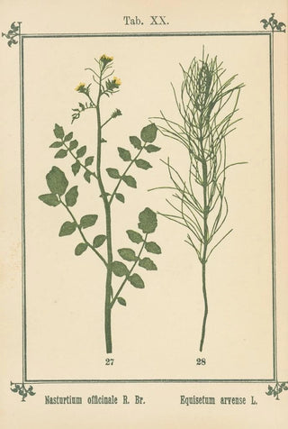 Sebastian Kneipp - Plantatlas to My watercure Pl39.webp