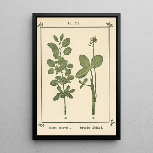 Atlas des plantes per Ma cure d'eau Pl40 - Sebastian Kneipp — quadro incorniciato alla parete