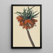 Fritillaria imperialis - Sebastian Wegmayr — gerahmtes Bild an der Wand