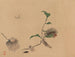 Chuka senzen PL05 - Shunkei Mori — artwork view
