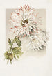 Chrysanthèmes - Sidney Thomas Callowhill — Ansicht des Kunstwerks