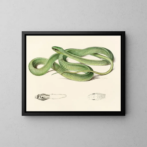 Bucéphale verde - Sir Andrew Smith — quadro incorniciato alla parete