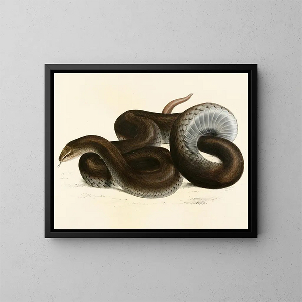 Serpente grigio - Sir Andrew Smith — quadro incorniciato alla parete