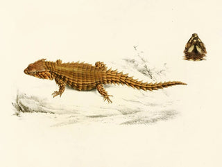 Sir Andrew Smith - Cordylus Cataphractus.webp