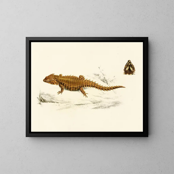 Cordyle a corazza - Sir Andrew Smith — quadro incorniciato alla parete