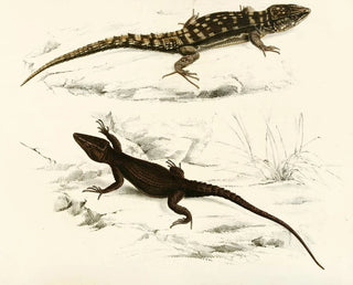 Sir Andrew Smith - Cordylus Fasciatus Cordylus Capdensis.webp